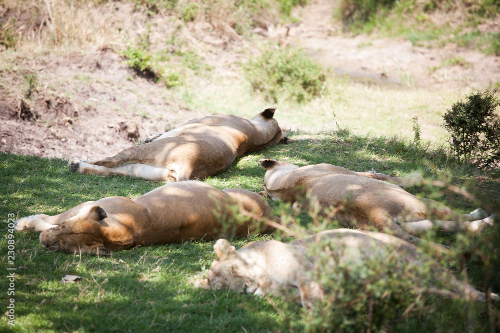 Group of lionesses sleeping after a good hunt in shadow. Maasai Mara National Park, Kenya, Africa Group of lionesses sleeping after a good hunt in shadow. Maasai Mara National Park, Kenya, Africa