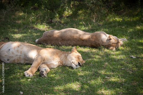 Group of lionesses sleeping after a good hunt in shadow. Maasai Mara National Park  Kenya  Africa
