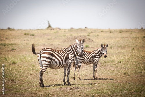 Funny zebras (Equus quagga) walking near the road in Maasai Mara National Park, Kenya, Eastern Africa