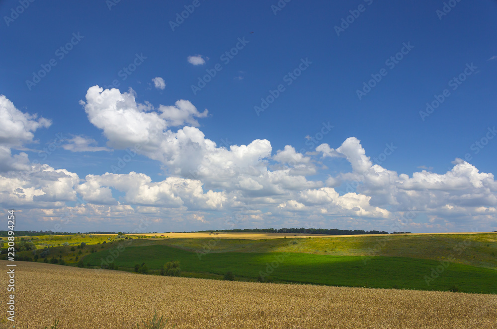 Fototapeta premium field and blue sky