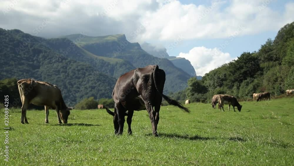 Cows graze in a meadow in the mountains. Cows graze in a meadow in the mountains.
