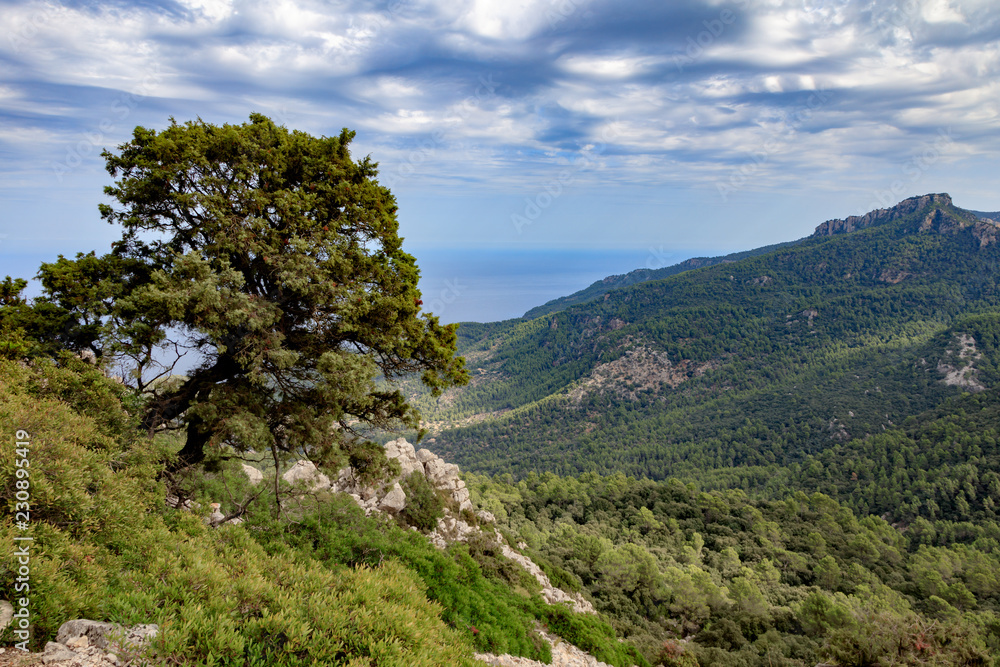 Good looking tree in the Serra de Tramuntana, Mallorca, Spain