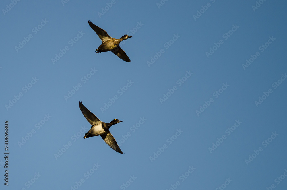 Obraz premium Pair of Ring-Necked Ducks Flying in a Blue Sky