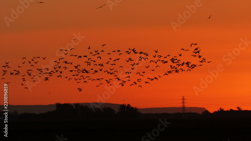 EXODO AL ATARDECER photo