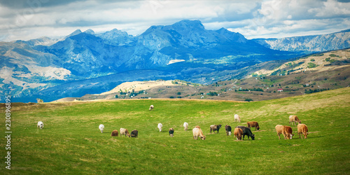 Grazing cows on a pasture near a mountain village © guruXOX