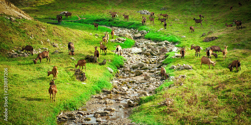 Herd of goats grazing in a meadow in the countryside