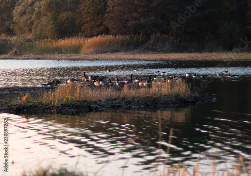 Geese on the lake