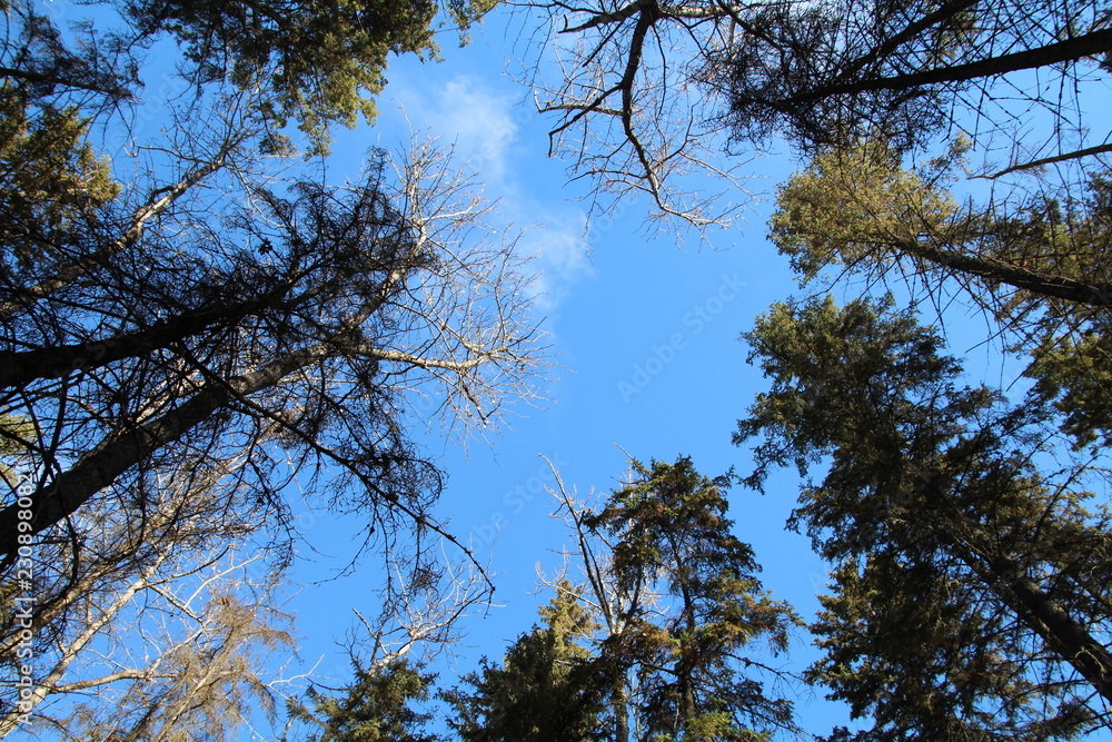 Looking Up, Whitemud Park, Edmonton, Alberta Looking Up, Whitemud Park, Edmonton, Alberta