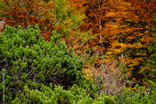 Autumn coloured trees