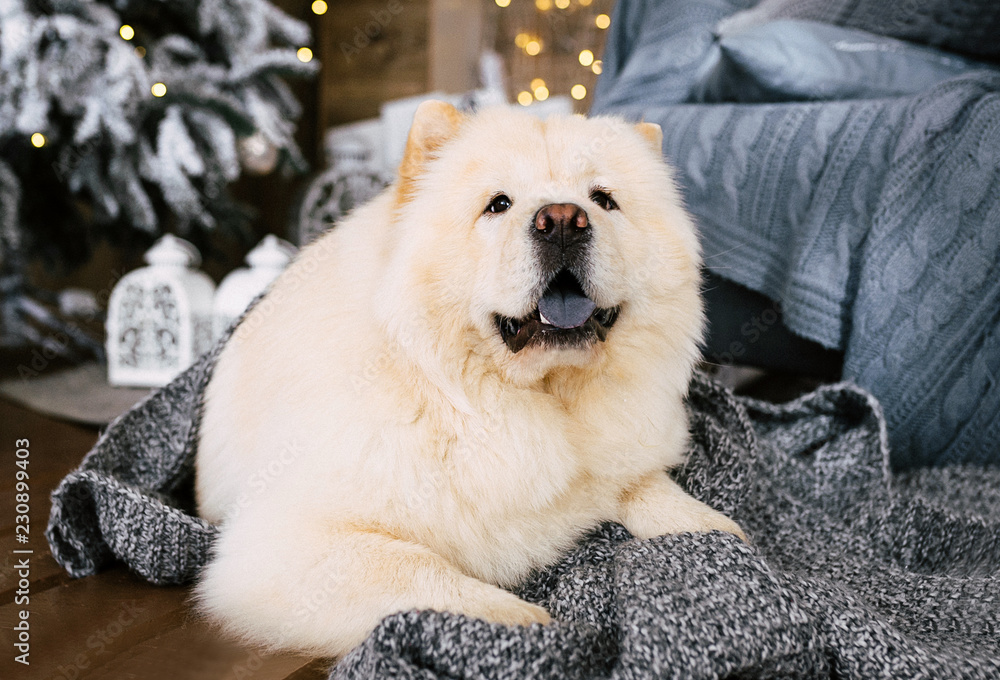Perfect white chow-chow Perfect white chow-chow