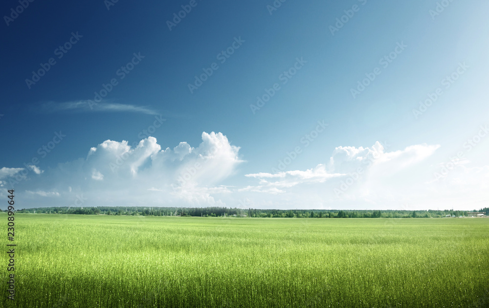Obraz premium field of spring grass