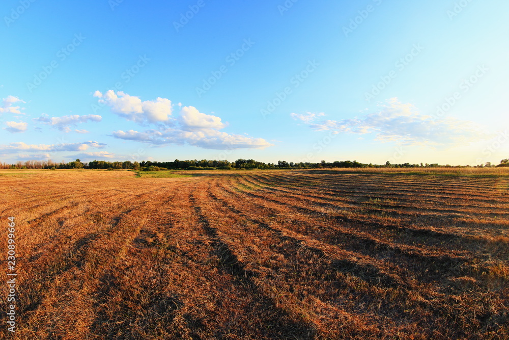 plowed field and blue sky