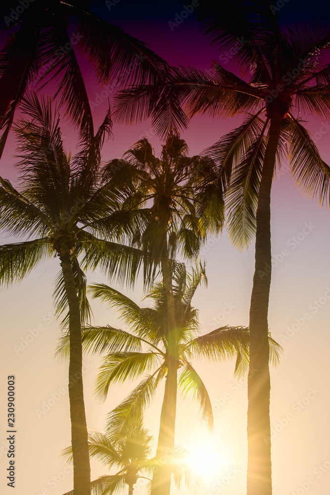 Palm trees silhouette. Beautiful tropical background, sun glare, retro, vintage filter.