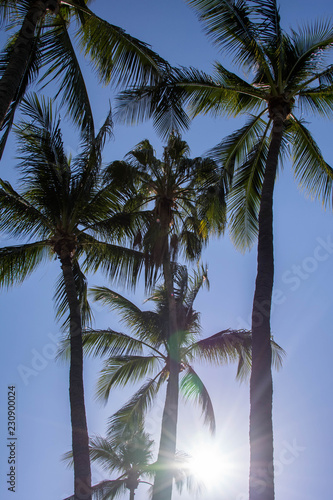 Palm trees silhouette. Beautiful tropical background  blue sky  sun glare. Summer vacation  nature  travel