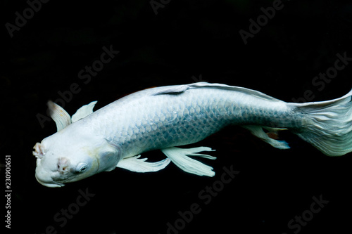 Fancy carp swimming in a pond./Fancy Carps Fish or Koi Swim in Pond, Movement of Swimming and Space.