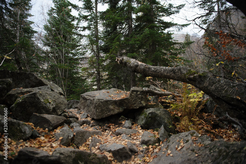 tree in the forest