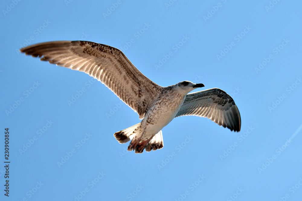 Obraz premium Black Sea Gull over a pleasure boat