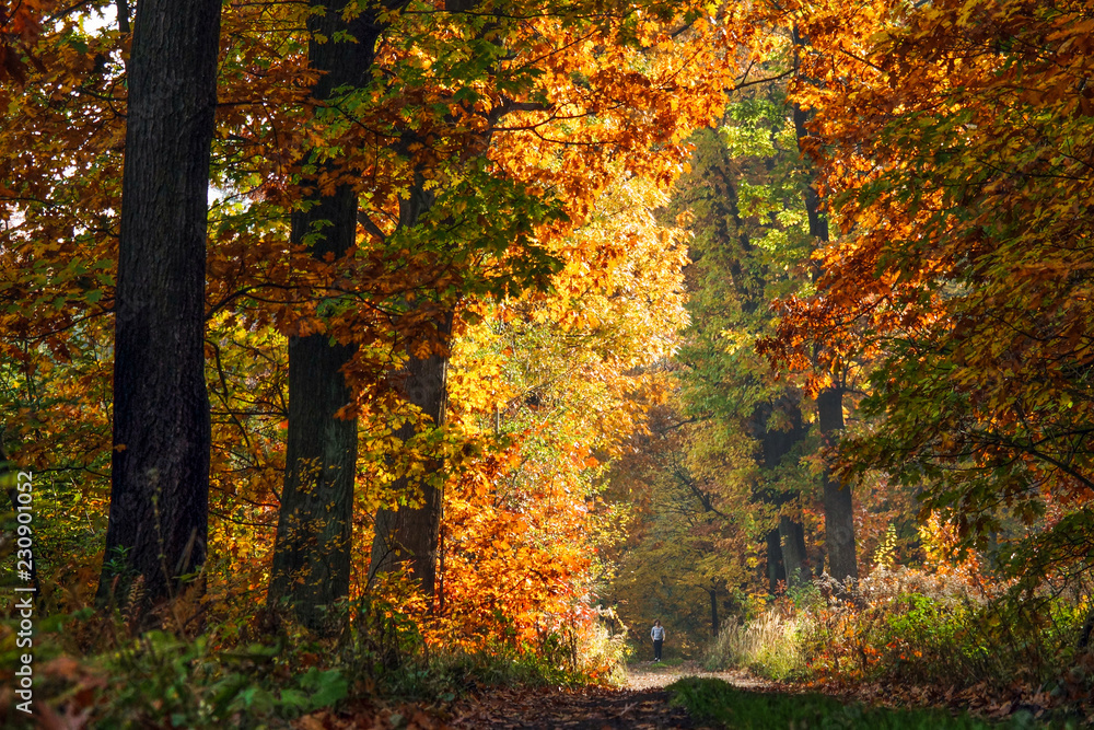 Obraz premium Jesień