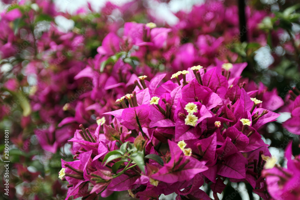 sicily - mediterrian spring flower on coast