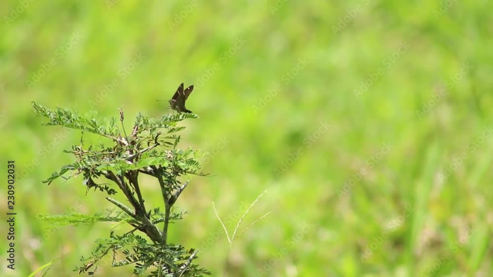 Brown longtail or Urbanus procne feeling the wind on acacia Brown longtail or Urbanus procne feeling the wind on acacia