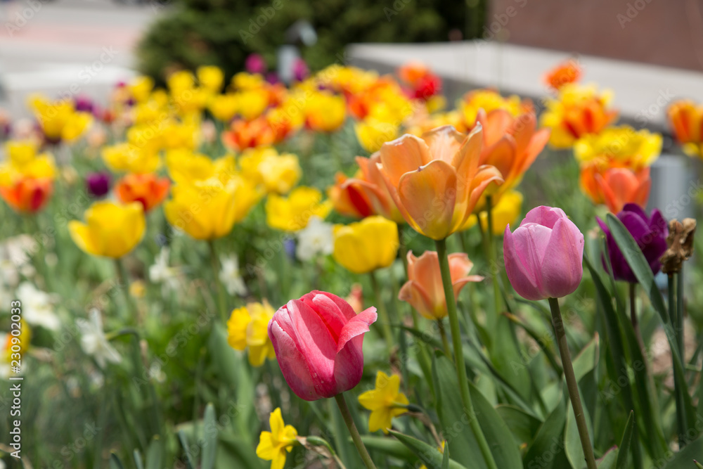 Flowers Flowers
