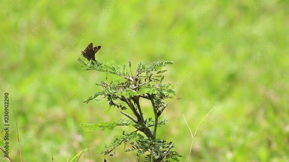 Brown longtail or Urbanus procne lnading on bushy plant Brown longtail or Urbanus procne lnading on bushy plant