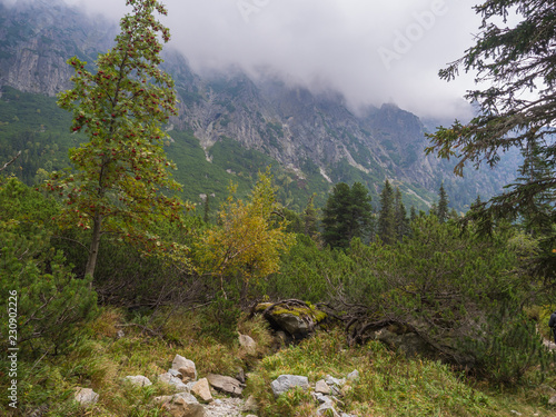 Landscape with autumn colored rowan tree and moody sky at mountain valley Velka Studena Dolina in Slovakia High Tatra mountains. Beautiful autumn panorama photo