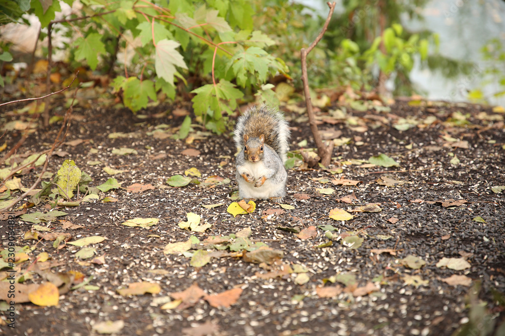 squirrels eat sunflower seeds in the autumn forest squirrels eat sunflower seeds in the autumn forest