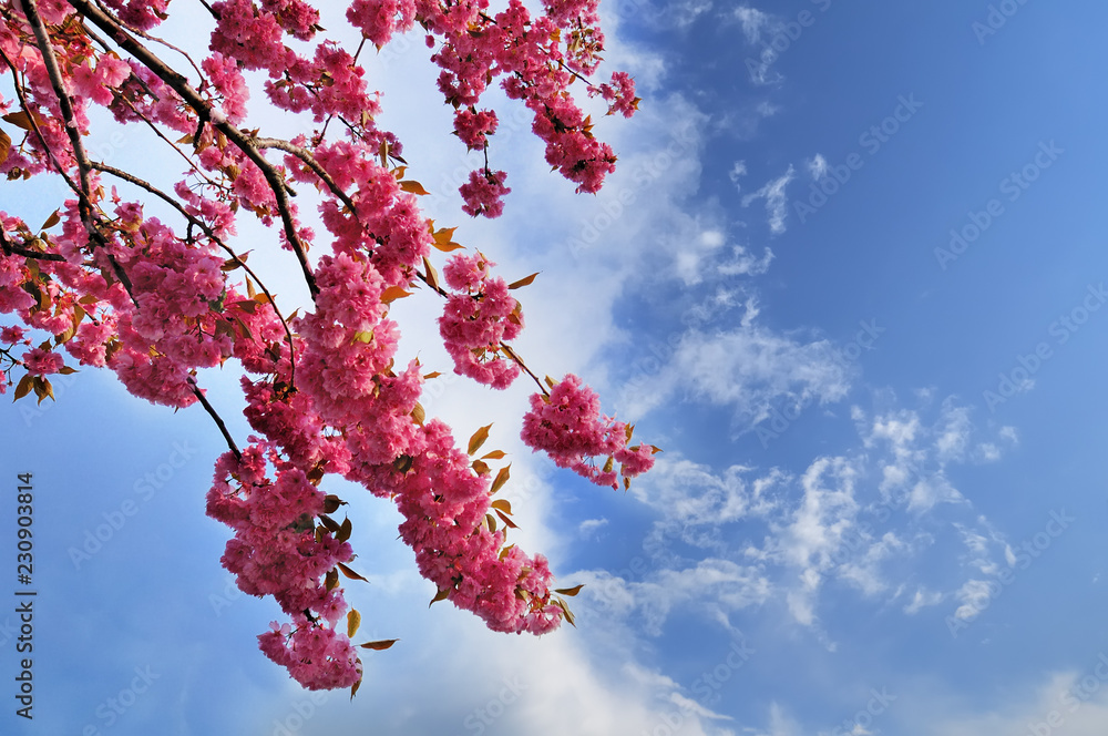 Fototapeta premium Blooming Japanese cherry tree against a cloudy sky