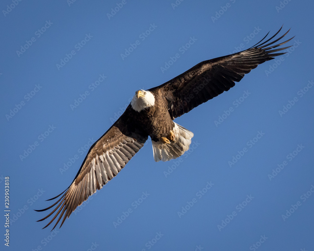 Stretched Eagle