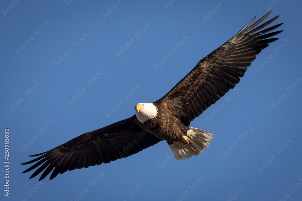 Fototapeta premium Eagle Glider