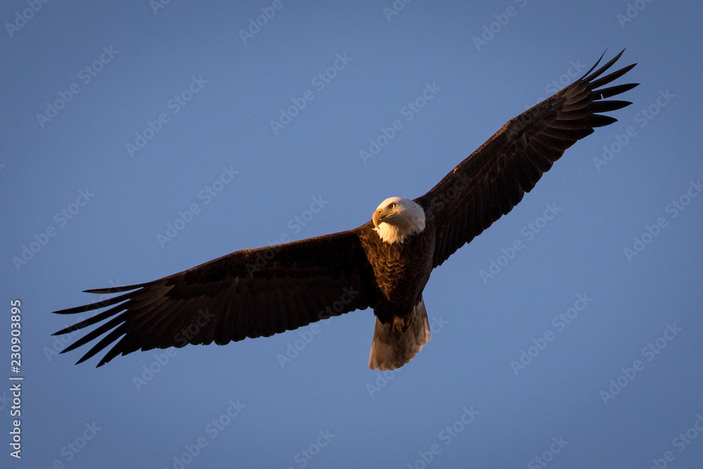 Naklejka premium Sunset Eagle