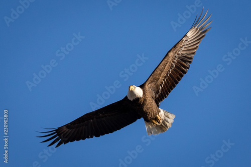 Spread Eagle © David