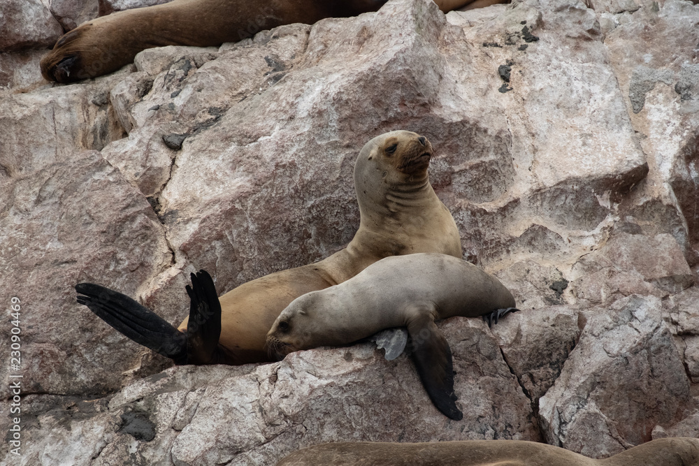 Obraz premium Seals on the rock