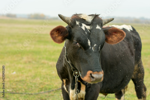 Black and white cow in a meadow with green grass