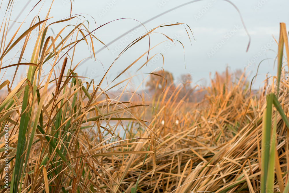 Fototapeta premium lake in autumn, Ukraine