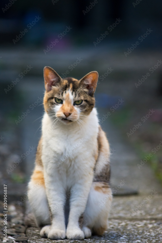 街猫　野良猫