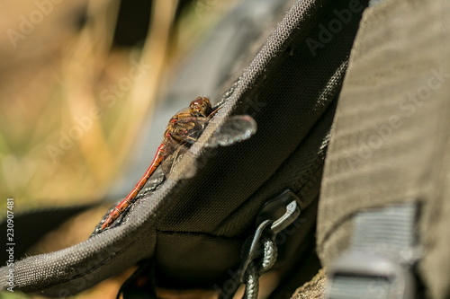 Close up image of red colored dragonfly, Sympetrum striolatum, with transparent wings sitting on green backpack basking in the sun on a fall day, blurry background