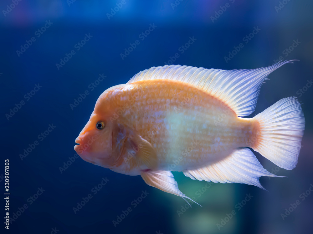 yellow colored tropical goldfish standing in aquarium yellow colored tropical goldfish standing in aquarium