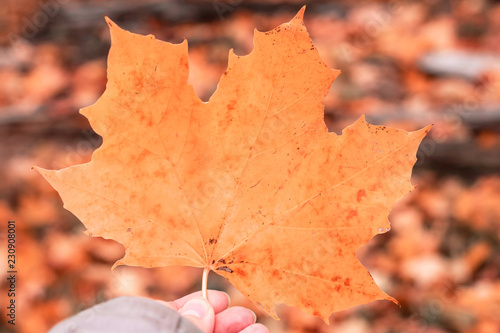 Maple leaf in hand, autumn background.