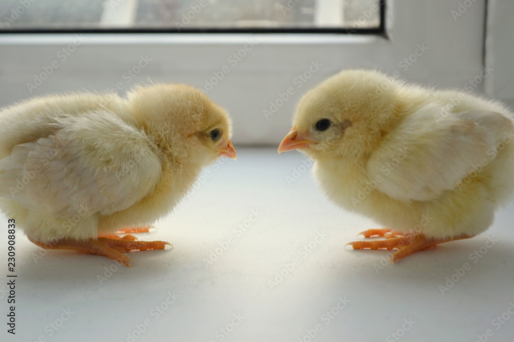 two chicks two chicks
