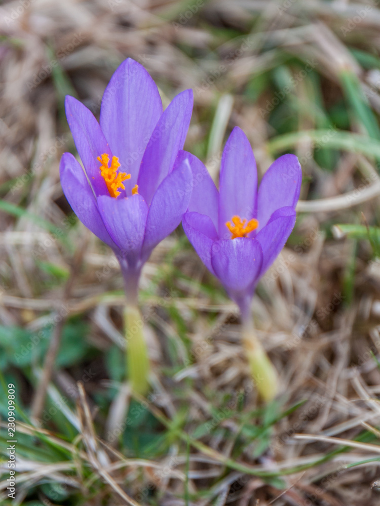 Pareja de preciosas flores de Azafrán silvestre Pareja de preciosas flores de Azafrán silvestre