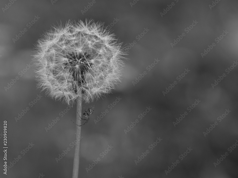 Obraz premium Araña en flor de diente de león