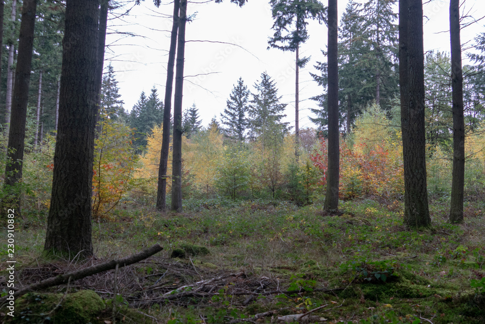 Fototapeta premium Wald