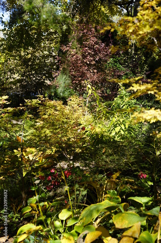 Fototapeta Naklejka Na Ścianę i Meble -  tree in garden