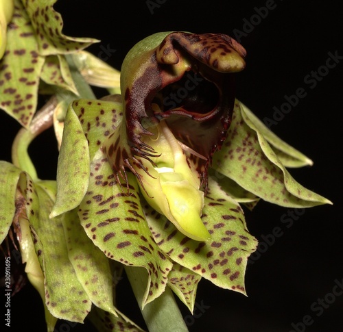 Catasetinae orchid photo