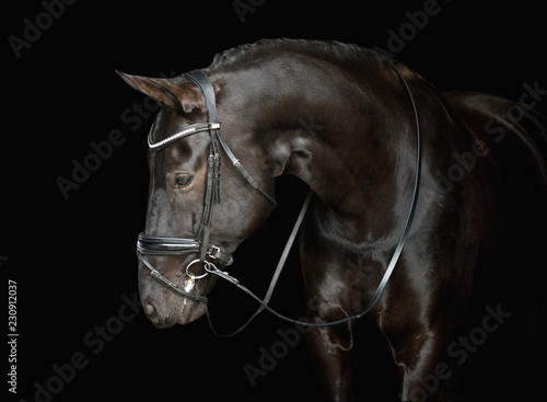 Cuadro en lienzo Black dressage horse posing
