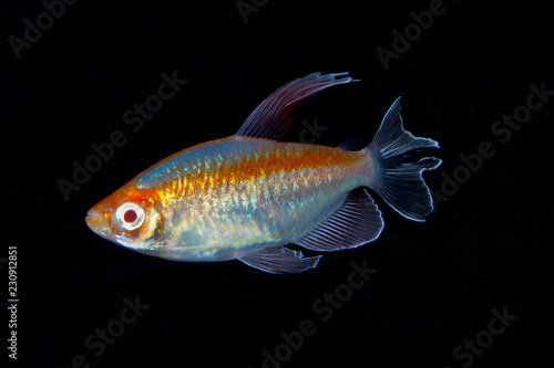 Fotografie Portrait of aquarium fish - Congo tetra (Phenacogrammus interruptus) on black ba