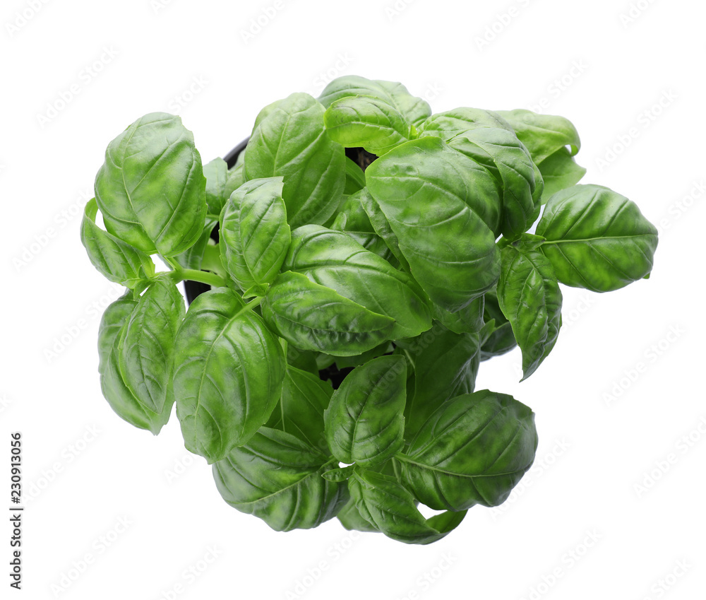 Fresh basil in pot on white background, top view Fresh basil in pot on white background, top view