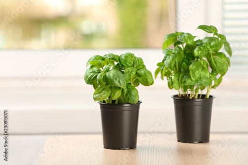 Fresh basil in pots on wooden table indoors